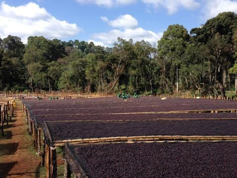 Load image into Gallery viewer, Ethiopian Gadeb Yirgacheffe Natural | Naturally Grown | Reserve | Light Roast (Roaster's Pick) by Black Powder Coffee