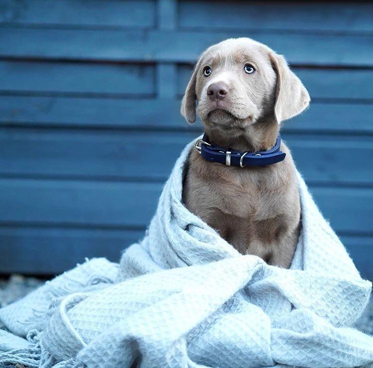 Load image into Gallery viewer, Butter Leather Dog Collar - Navy Blue by Molly And Stitch US