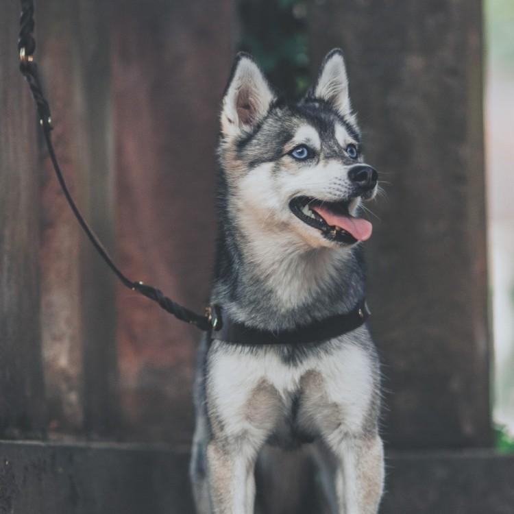 Load image into Gallery viewer, Butter Leather Dog Harness - Classic Brown by Molly And Stitch US